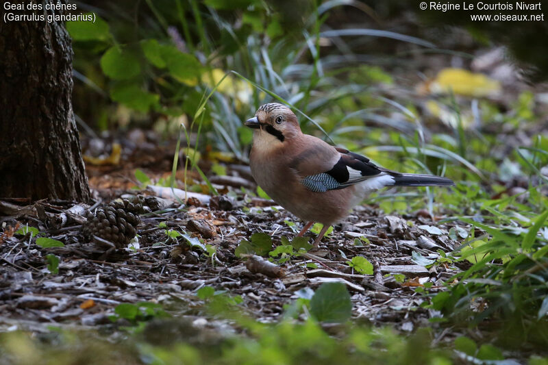 Eurasian Jay