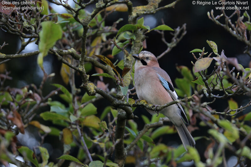 Eurasian Jay