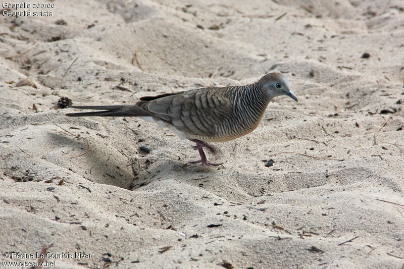 Zebra Dove