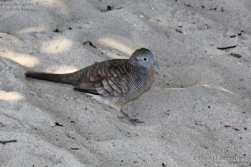 Zebra Dove