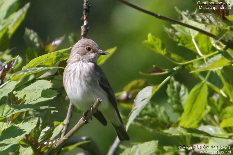 Spotted Flycatcheradult