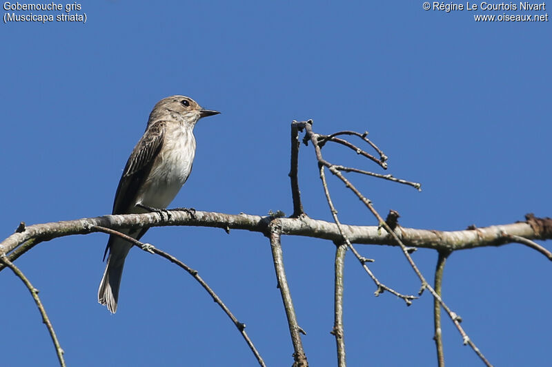 Spotted Flycatcher