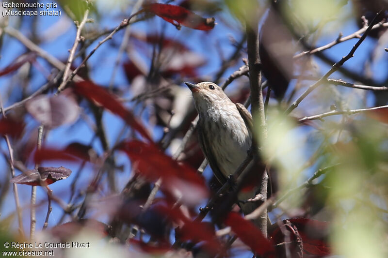 Spotted Flycatcher