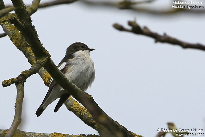 Gobemouche noir mâle