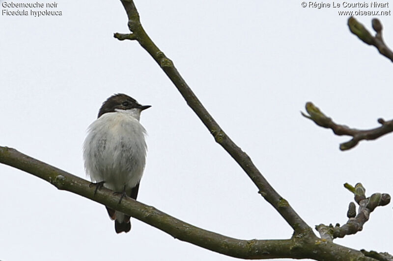 European Pied Flycatcher male