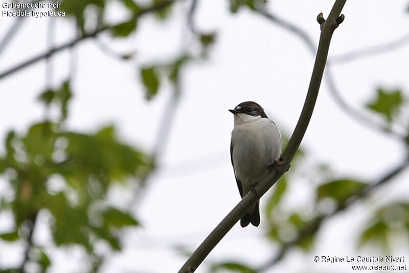 European Pied Flycatcher male