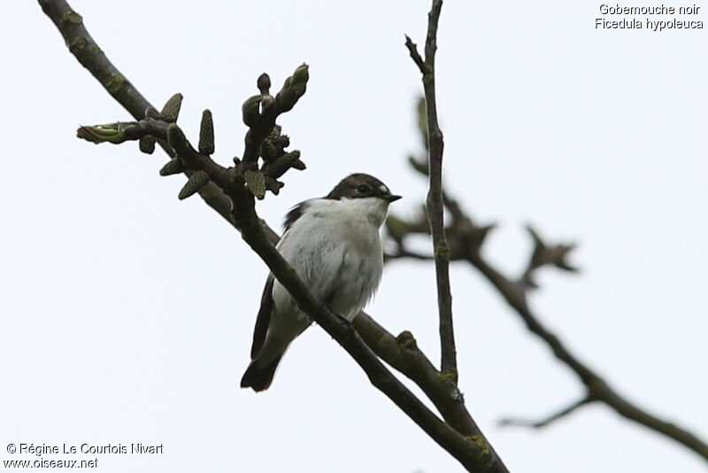 European Pied Flycatcher male