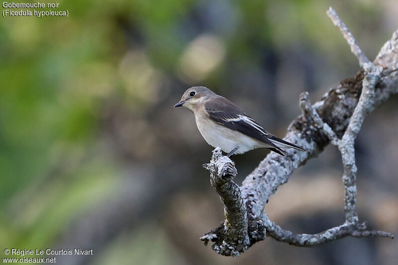 Gobemouche noir femelle adulte, identification