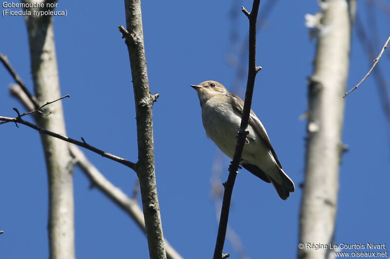 European Pied Flycatcher