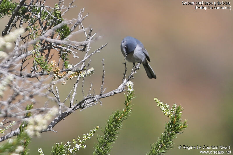 Blue-grey Gnatcatcher