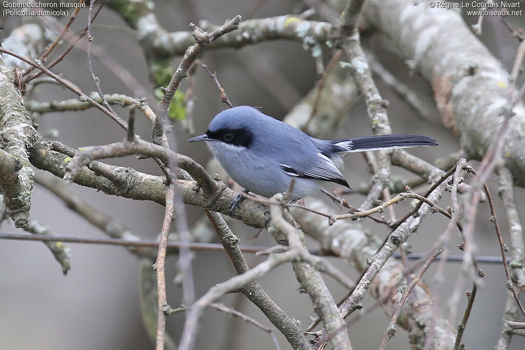 Masked Gnatcatcher male
