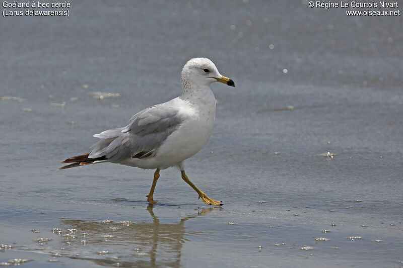 Ring-billed Gullimmature