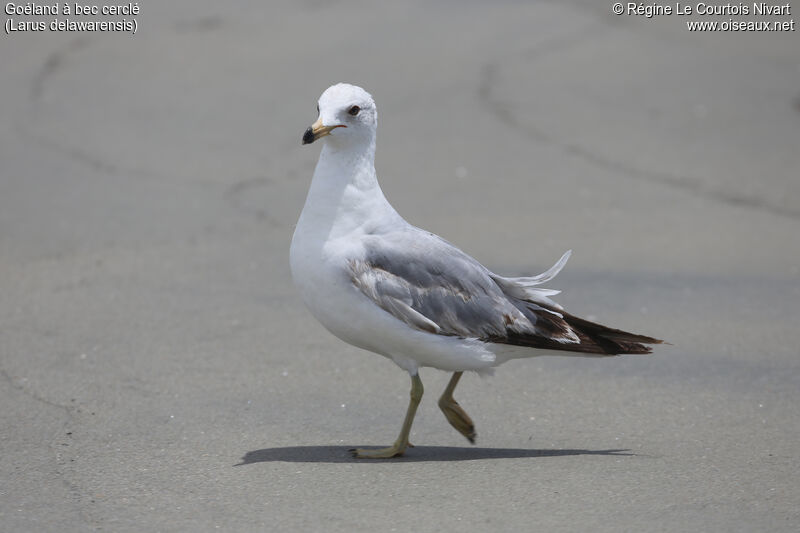 Ring-billed Gullimmature