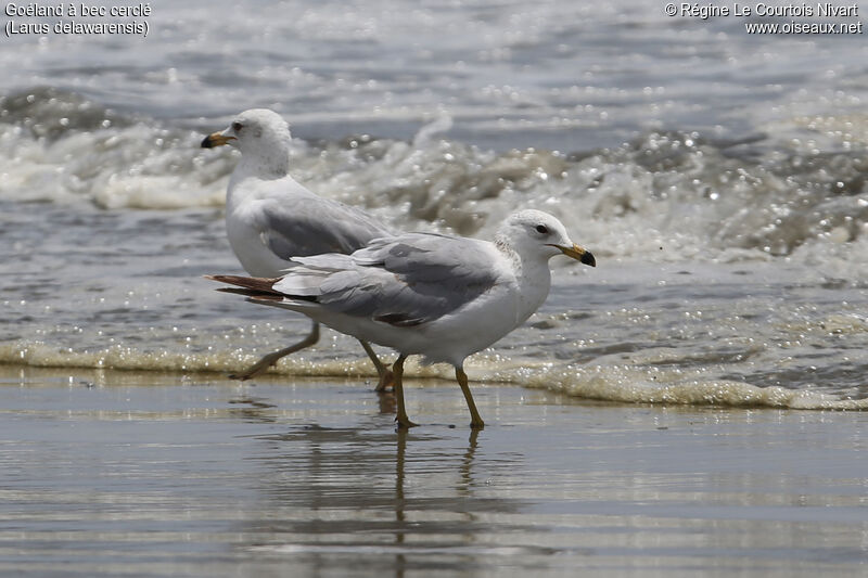 Ring-billed Gullimmature