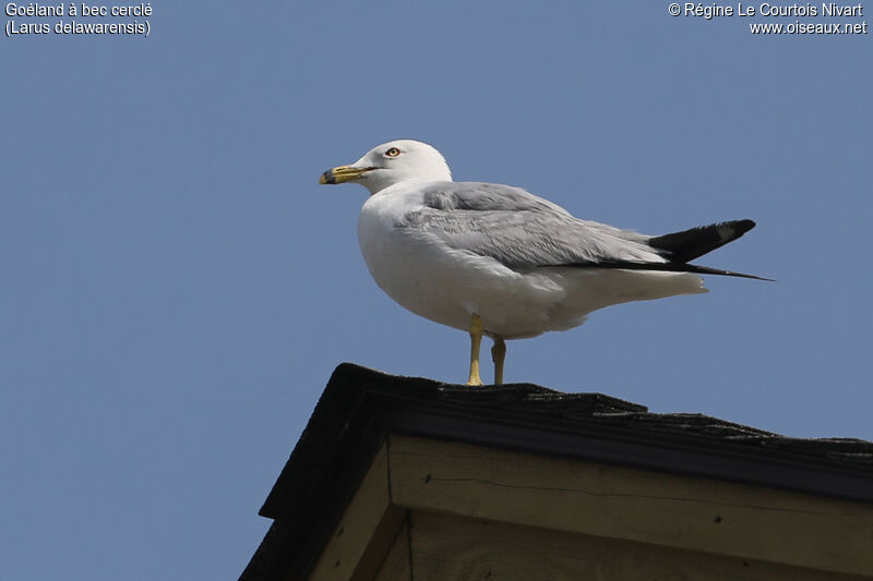 Ring-billed Gull