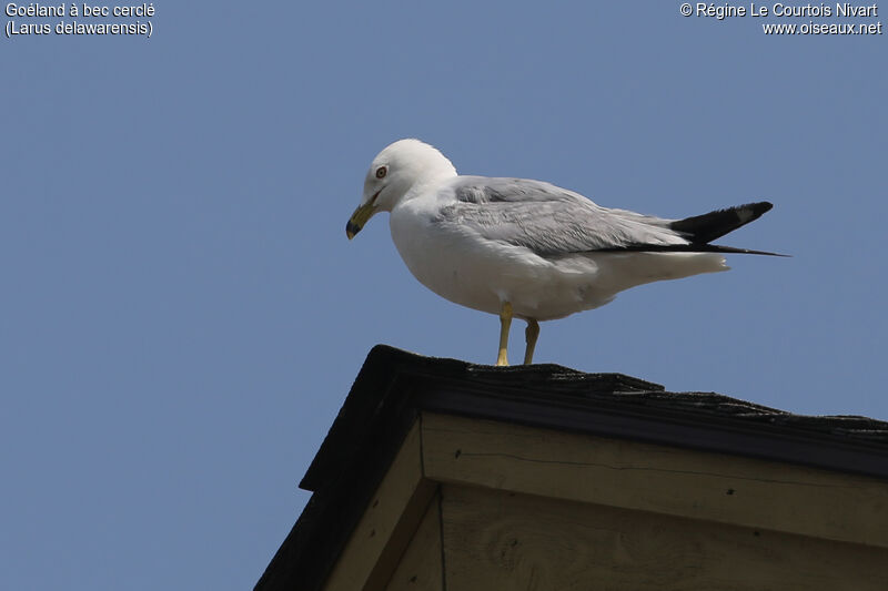 Ring-billed Gull