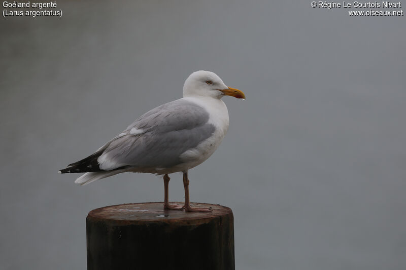 Goéland argenté