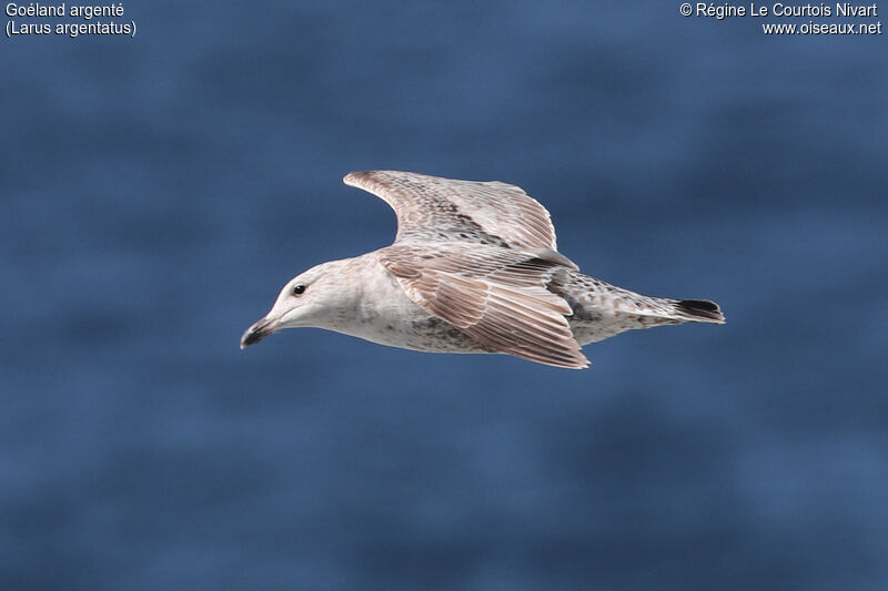 European Herring Gull