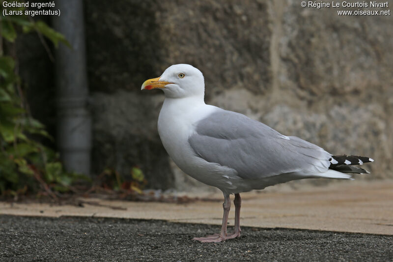 Goéland argenté