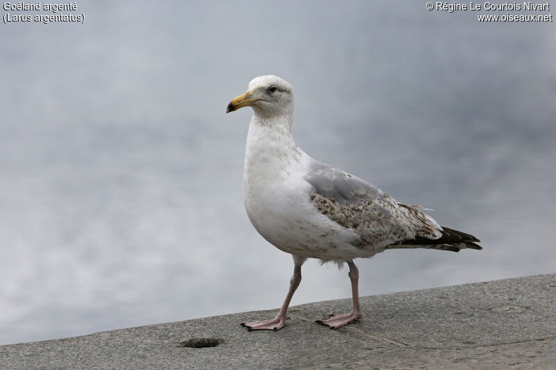 European Herring Gull