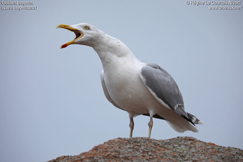 Goéland argenté