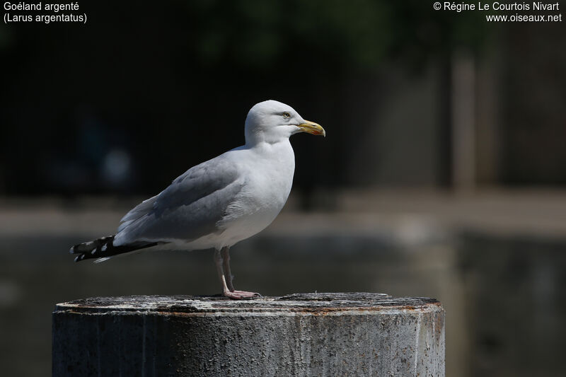 European Herring Gull