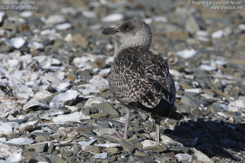 European Herring Gull