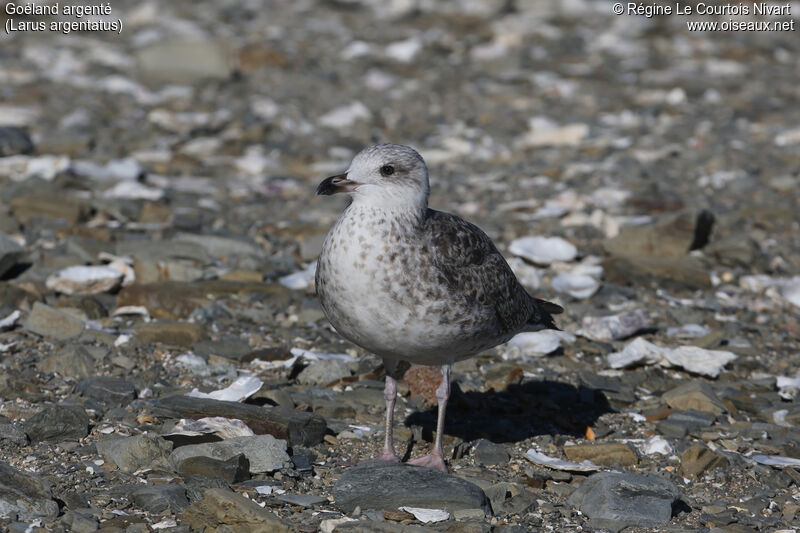 European Herring Gull