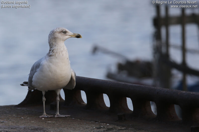 European Herring Gull