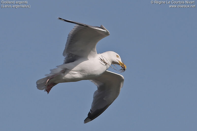 European Herring Gull, Reproduction-nesting