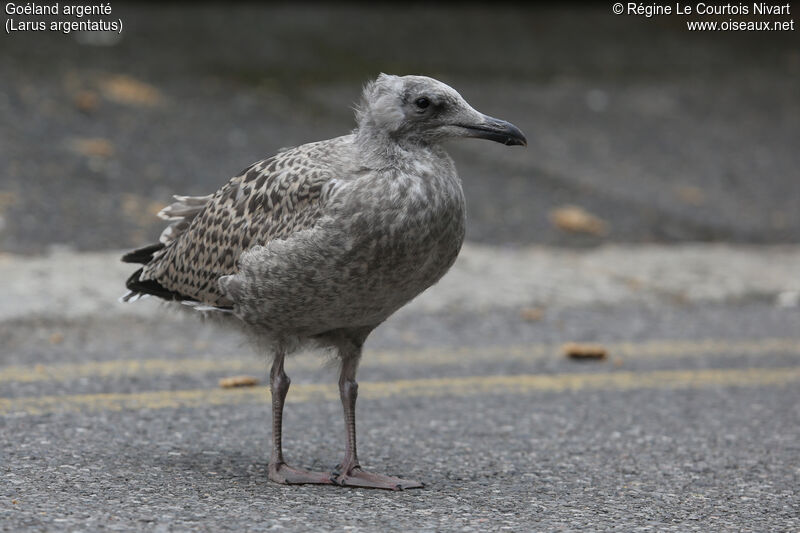 European Herring Gulljuvenile