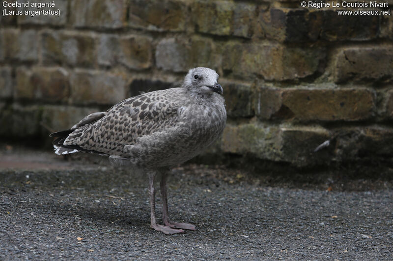 European Herring Gull