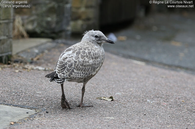 European Herring Gull