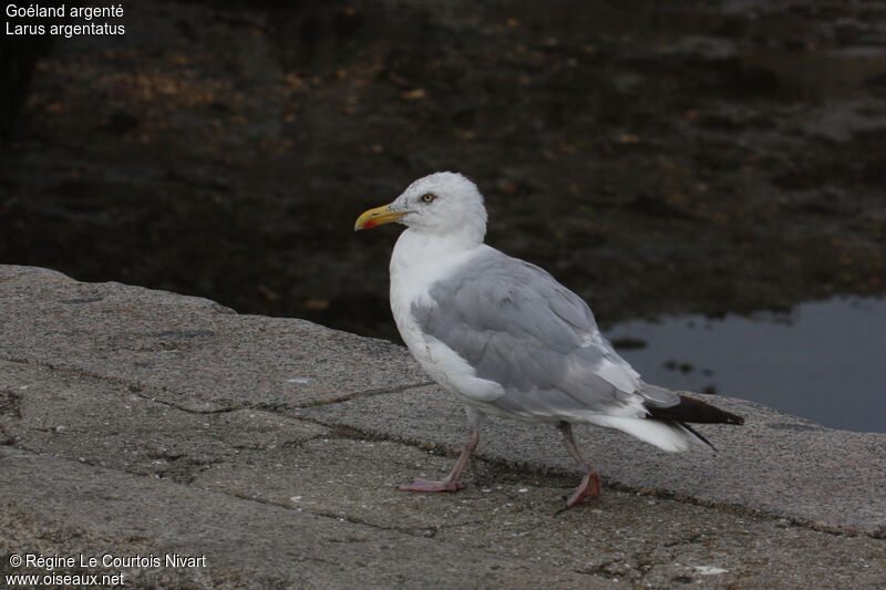 European Herring Gull