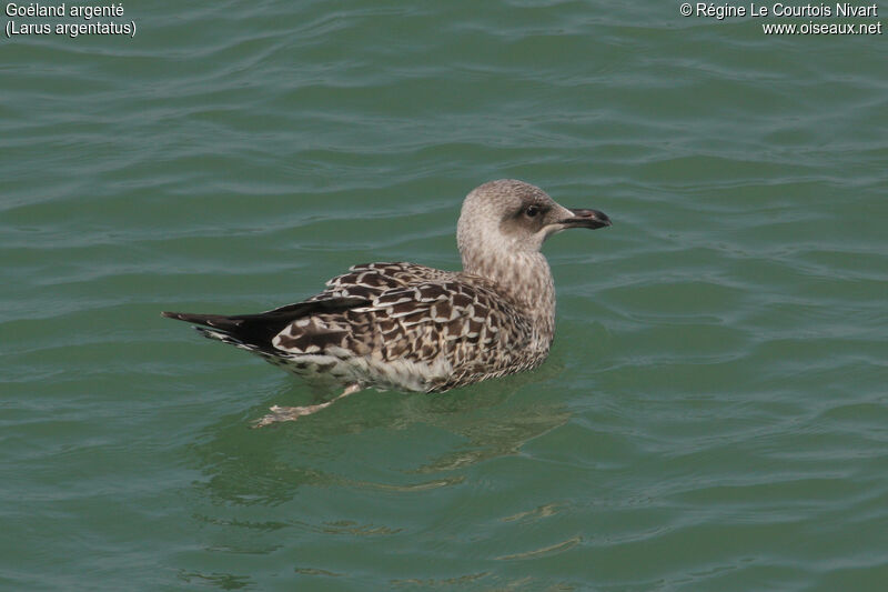 European Herring Gulljuvenile