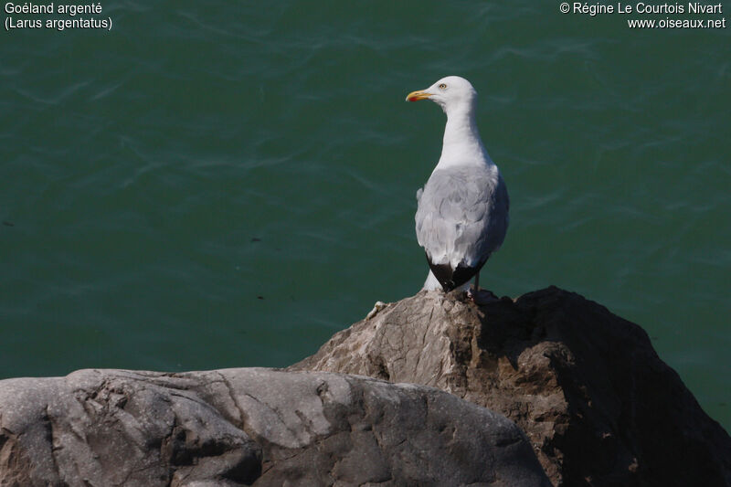 European Herring Gull