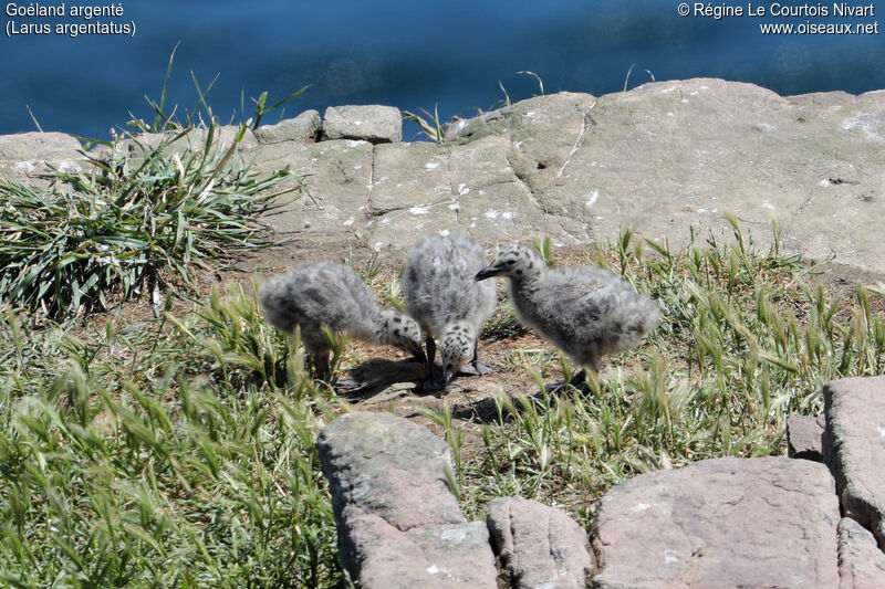 European Herring Gull female Poussin