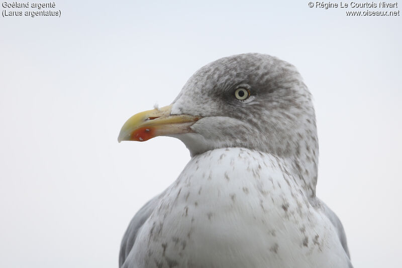 European Herring Gull