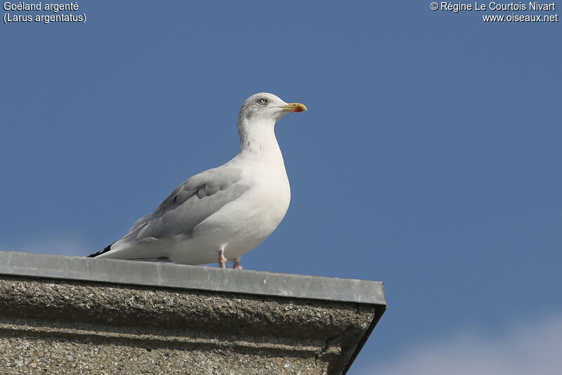 European Herring Gull