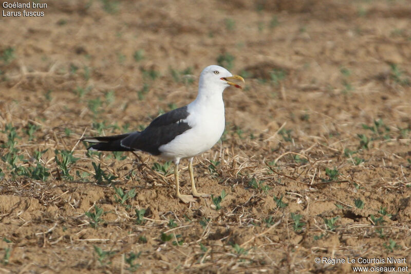 Lesser Black-backed Gulladult