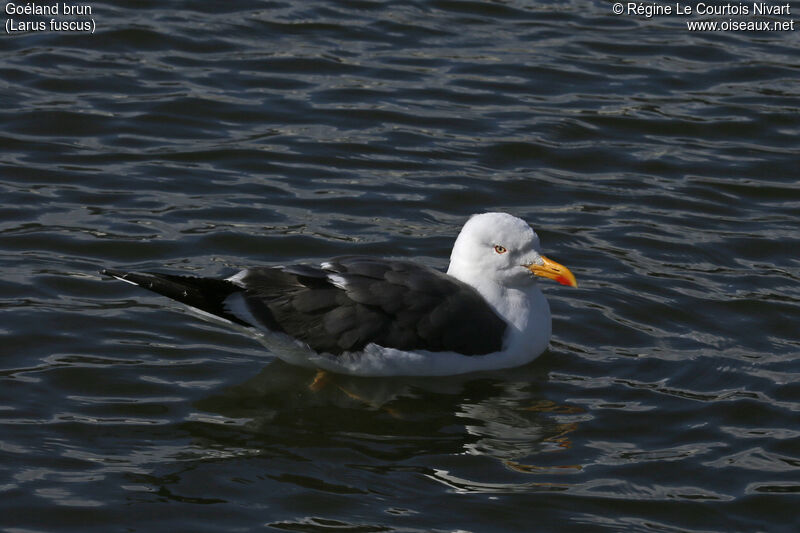 Lesser Black-backed Gull