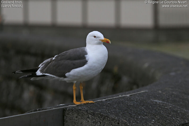 Lesser Black-backed Gull