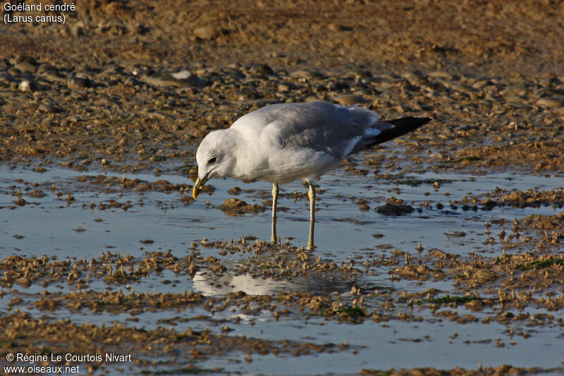 Common Gull