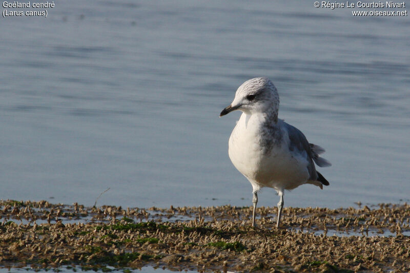 Common Gull