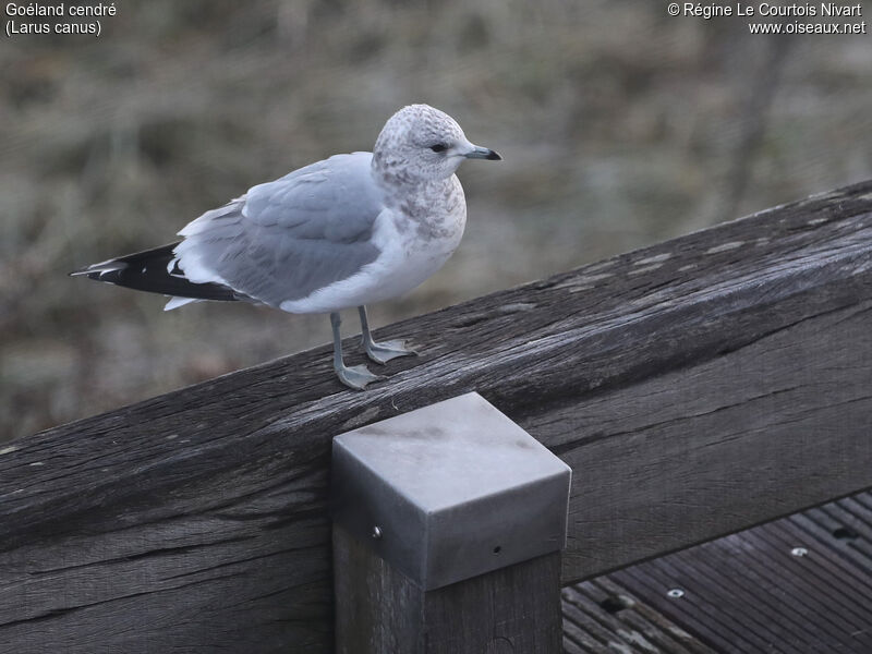 Common Gull