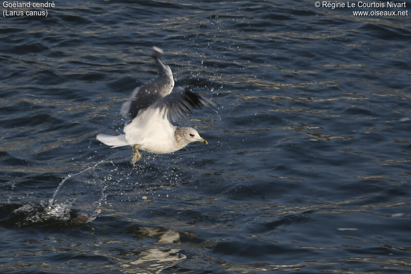 Common Gull