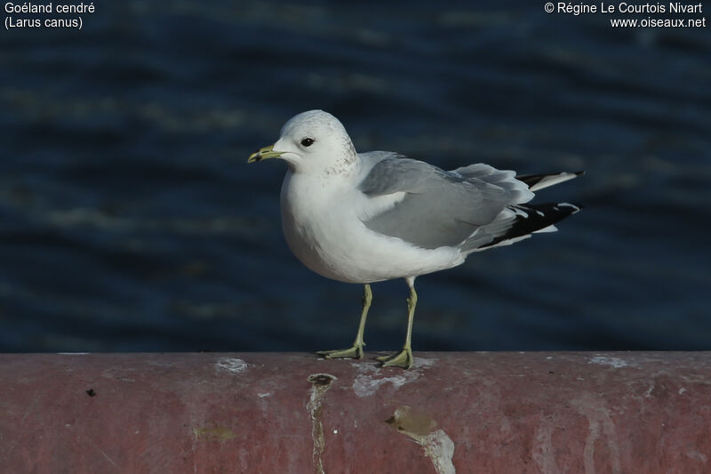 Common Gull