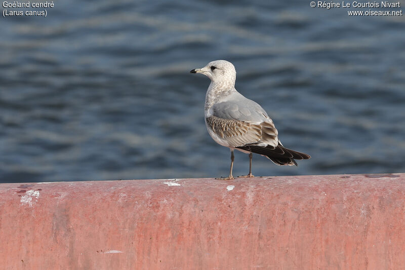 Common Gull