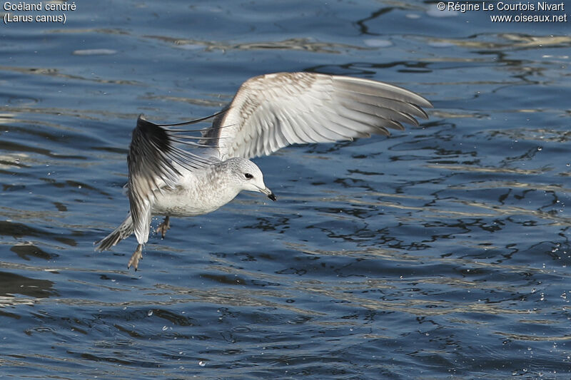 Common Gull