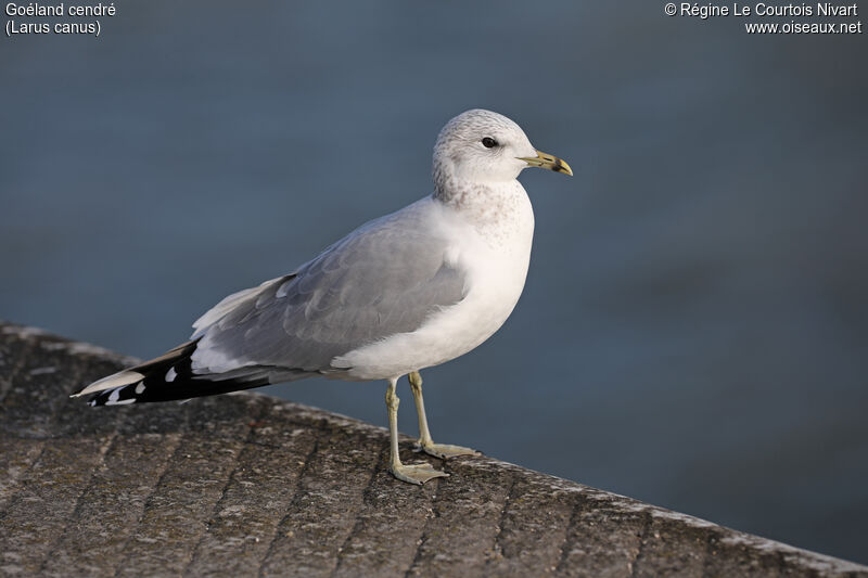 Common Gull